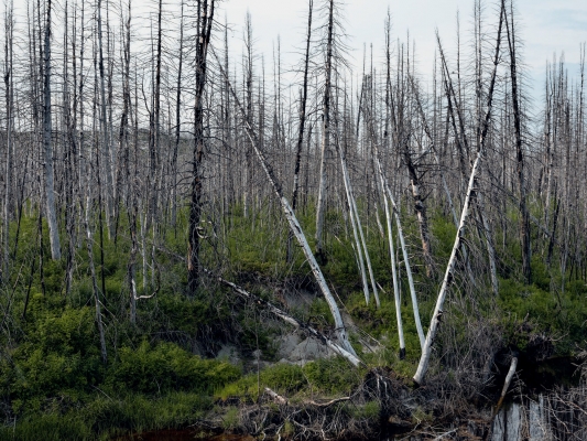 "Entre fleuve et rivière" 2019