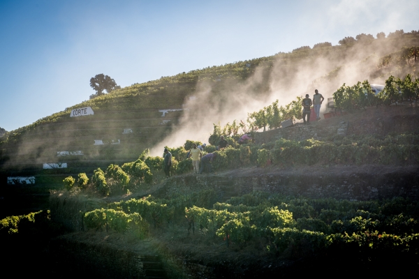 15 AA QUINTA DA CORTE-VENDANGES-SEPT 2018-C GOUSSARD-73