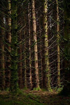 6-Les-Bois-Noirs,-Puy-de-Dome-photo-Christophe-Goussard