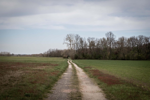 Marion deforestation